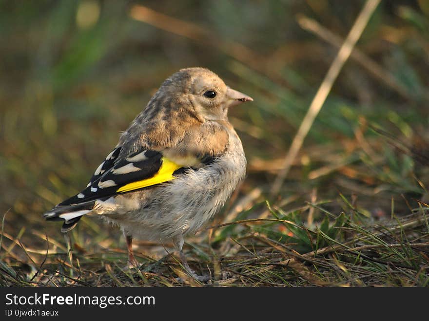 Bird, Finch, Fauna, Beak