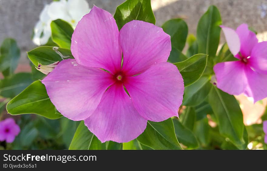 Flower, Plant, Pink, Flora