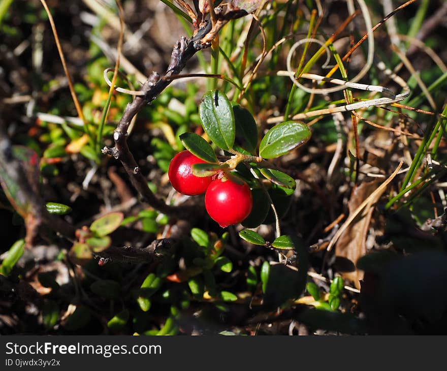 Plant, Berry, Lingonberry, Fruit