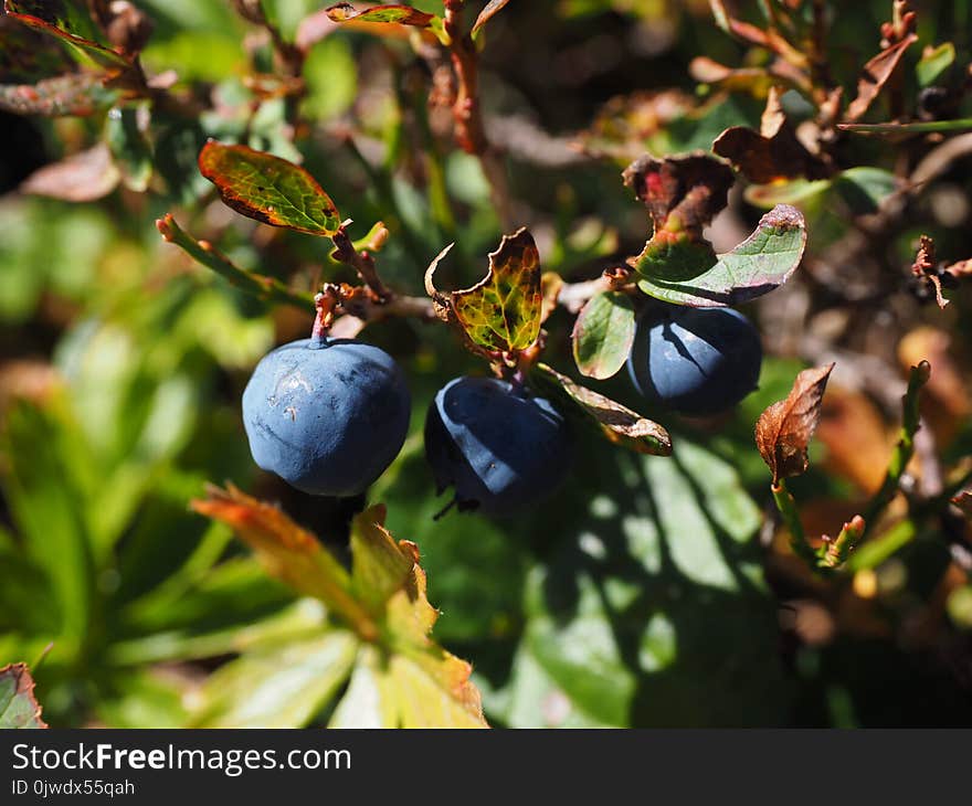 Plant, Berry, Fruit, Blueberry