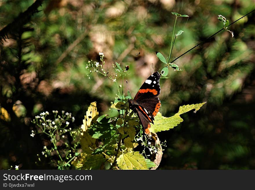 Insect, Ecosystem, Butterfly, Moths And Butterflies