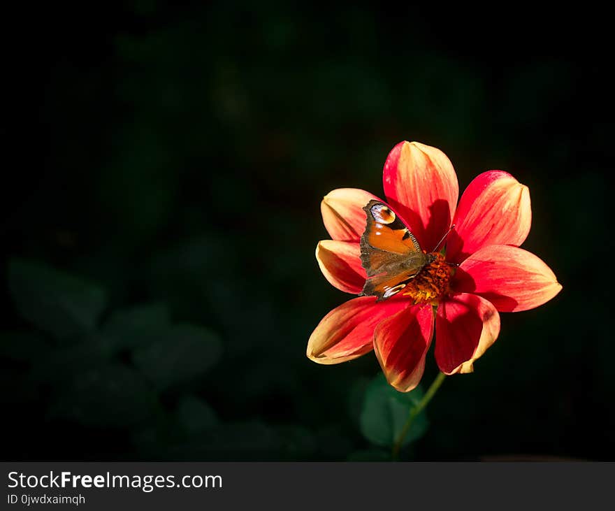 Flower, Nectar, Flora, Insect