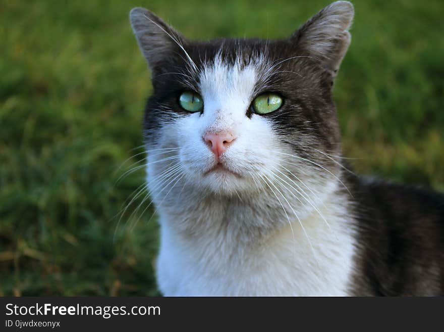 Cat, Whiskers, Fauna, Small To Medium Sized Cats