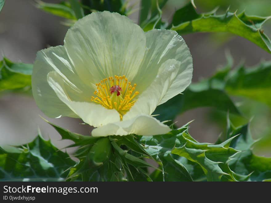 Flower, Plant, Wildflower, Flowering Plant