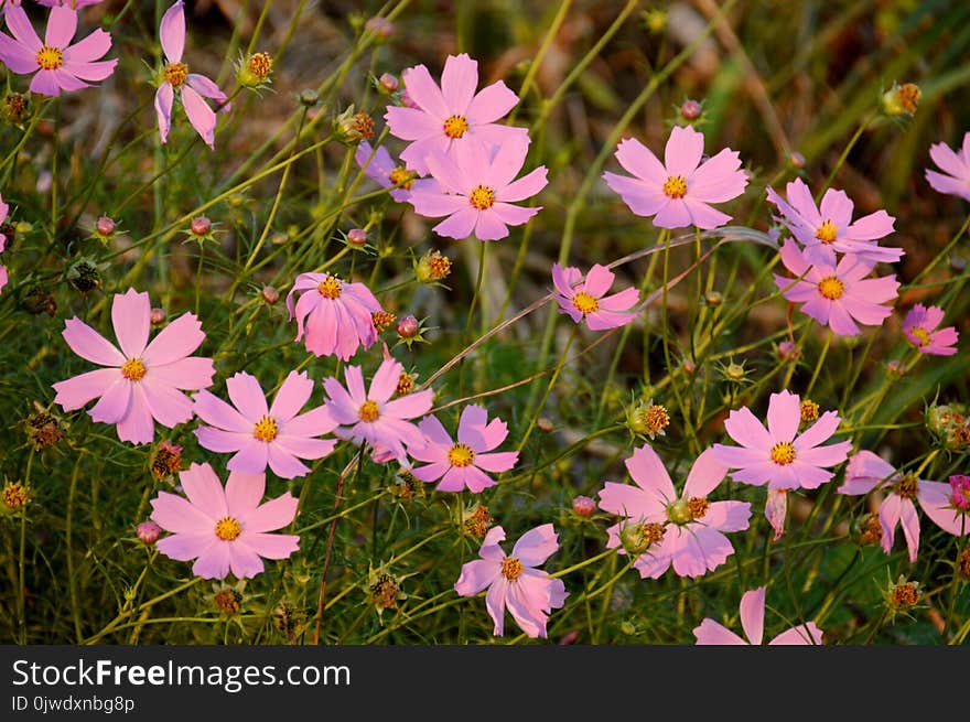 Flower, Plant, Flowering Plant, Garden Cosmos