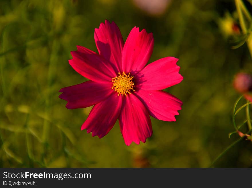 Flower, Garden Cosmos, Flora, Flowering Plant