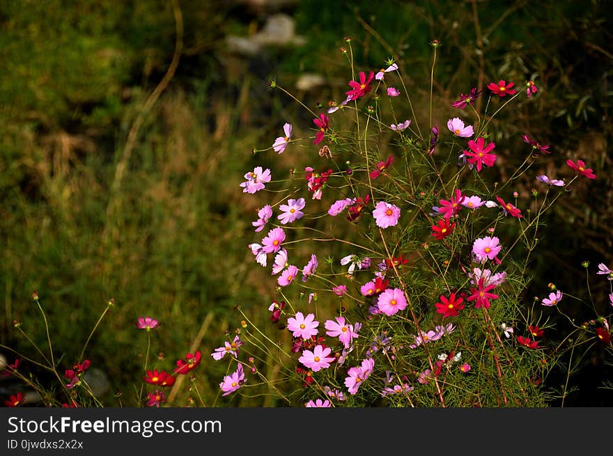 Flower, Flora, Plant, Vegetation