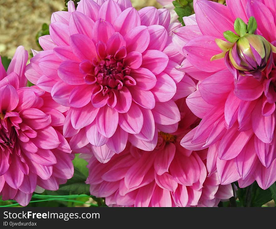 Flower, Pink, Plant, Dahlia