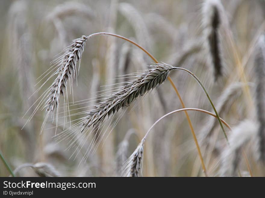 Food Grain, Rye, Grass Family, Close Up