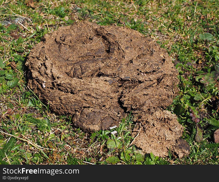 Soil, Grass, Rock, Tree Stump