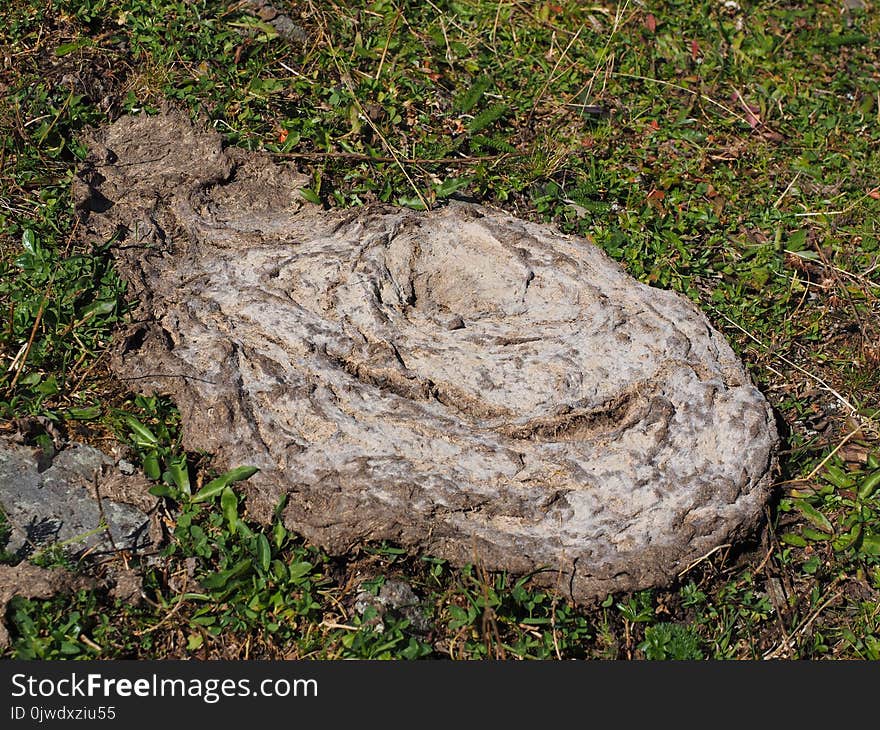 Rock, Grass, Bedrock, Tree