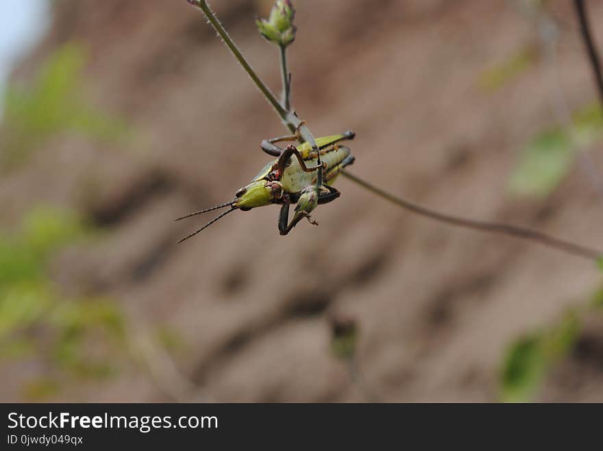 Insect, Fauna, Invertebrate, Flora