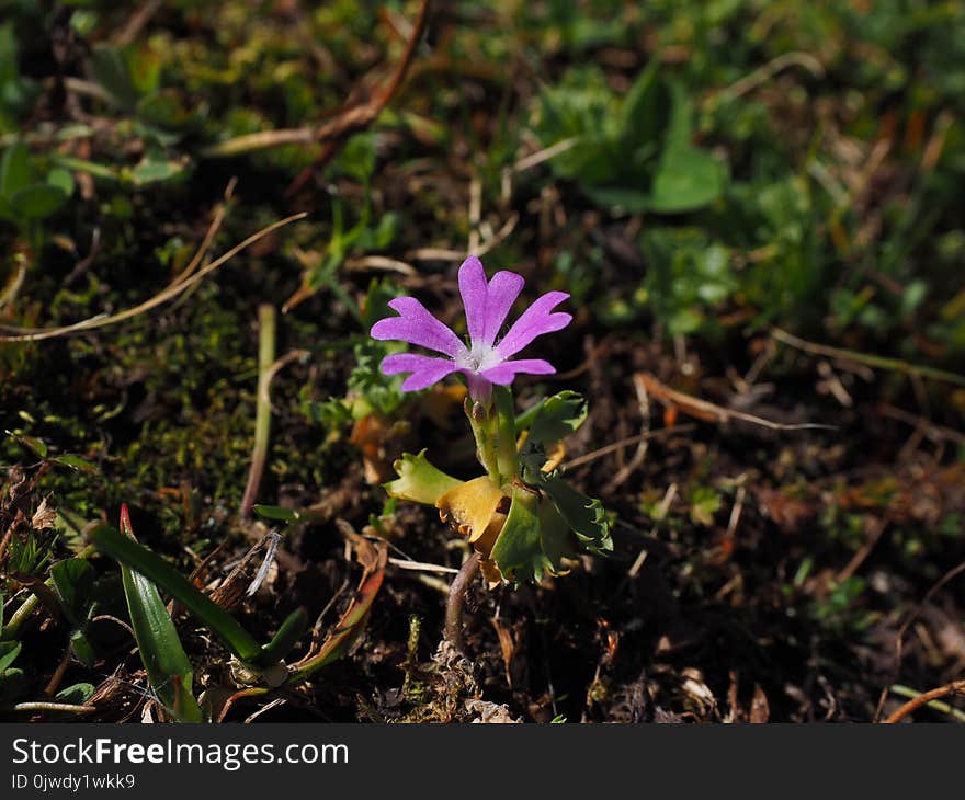 Plant, Flora, Flower, Flowering Plant