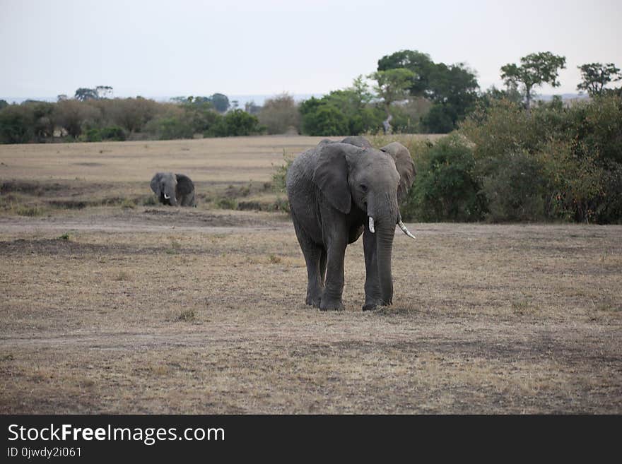 Elephants And Mammoths, Elephant, Wildlife, Safari