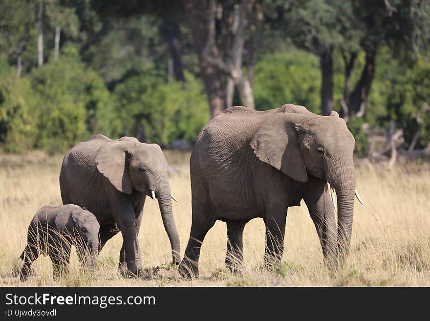 Elephant, Elephants And Mammoths, Wildlife, Terrestrial Animal