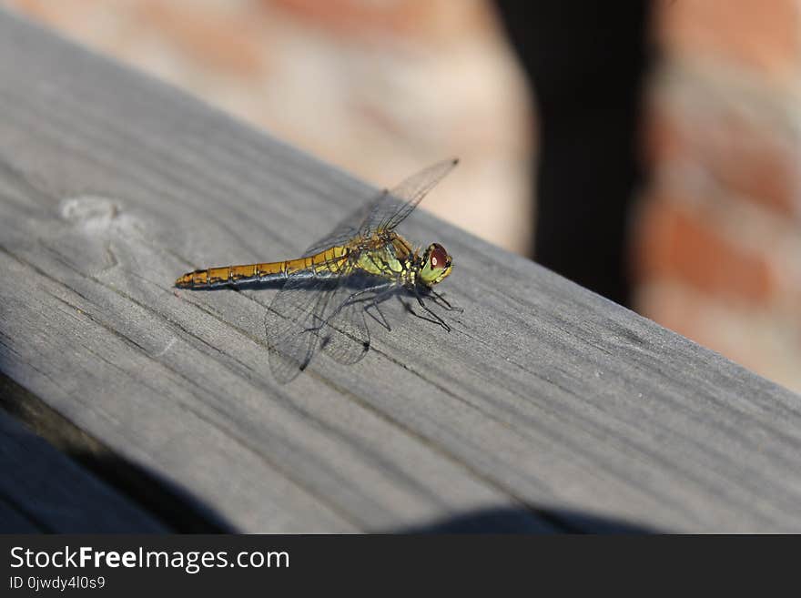 Insect, Fauna, Invertebrate, Dragonfly