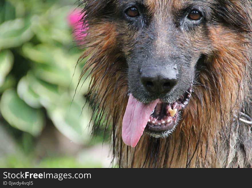 Dog, Dog Breed, Old German Shepherd Dog, Tervuren