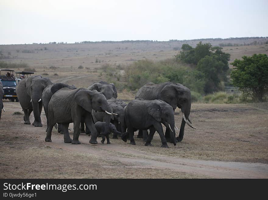 Elephants And Mammoths, Elephant, Herd, Wildlife