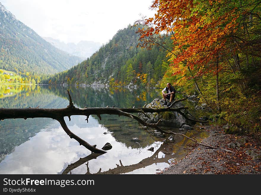 Nature, Reflection, Leaf, Water