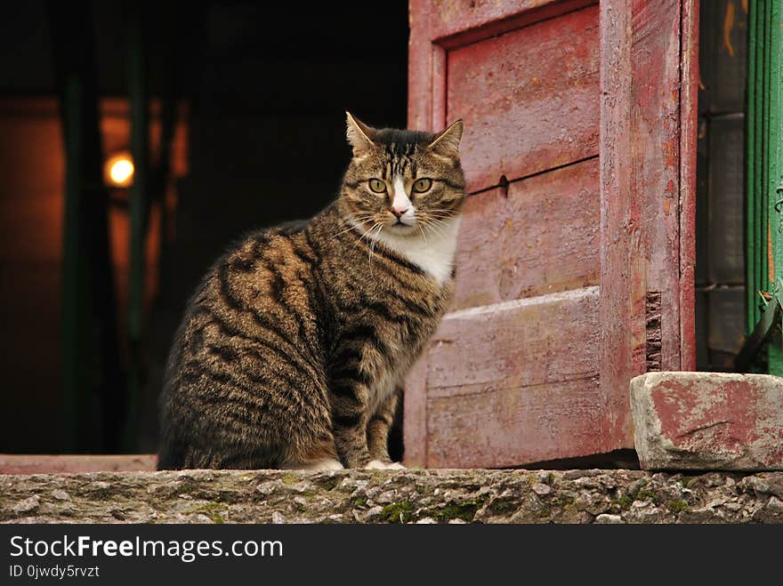 Cat, Fauna, Mammal, Small To Medium Sized Cats