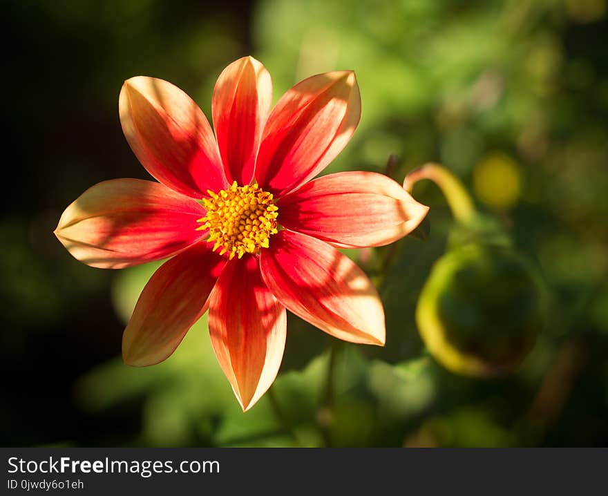 Flower, Flora, Yellow, Plant