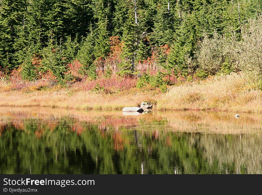 Water, Reflection, Nature, Ecosystem