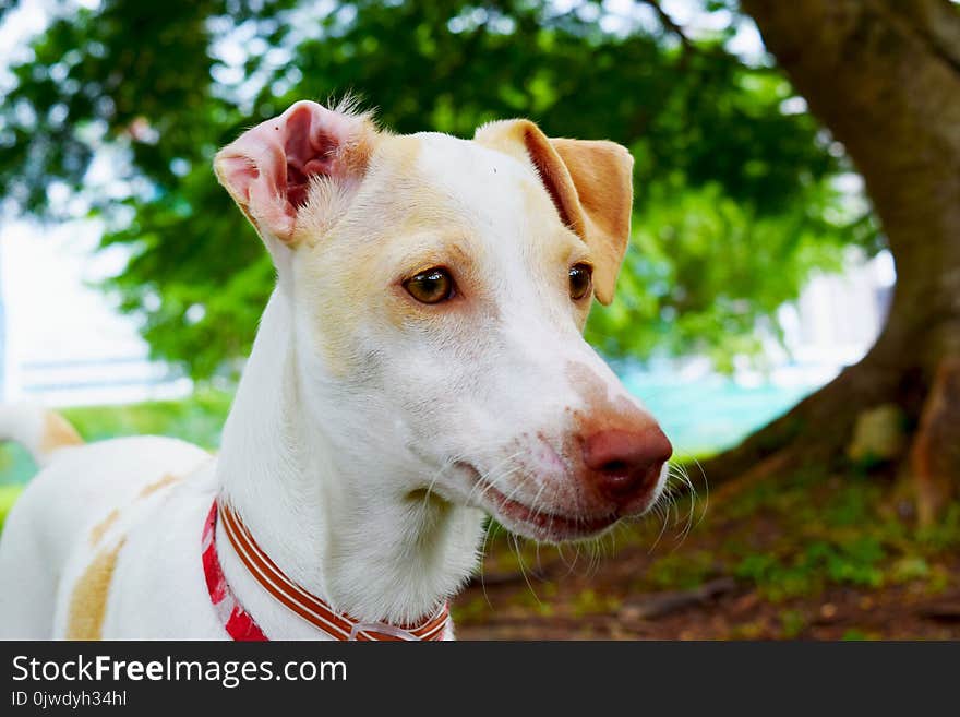 Dog Breed, Dog, Snout, Whiskers