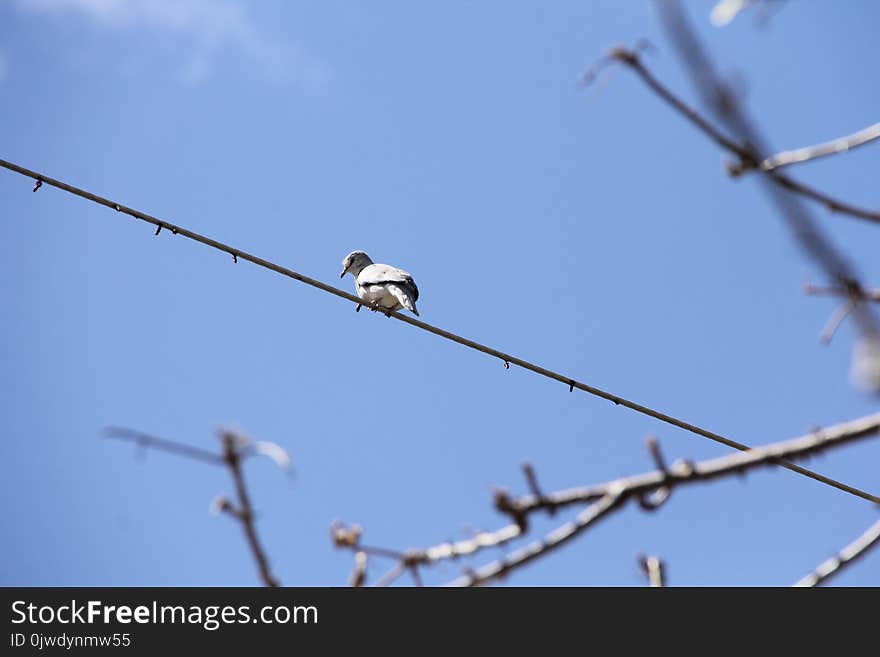 Bird, Sky, Branch, Beak