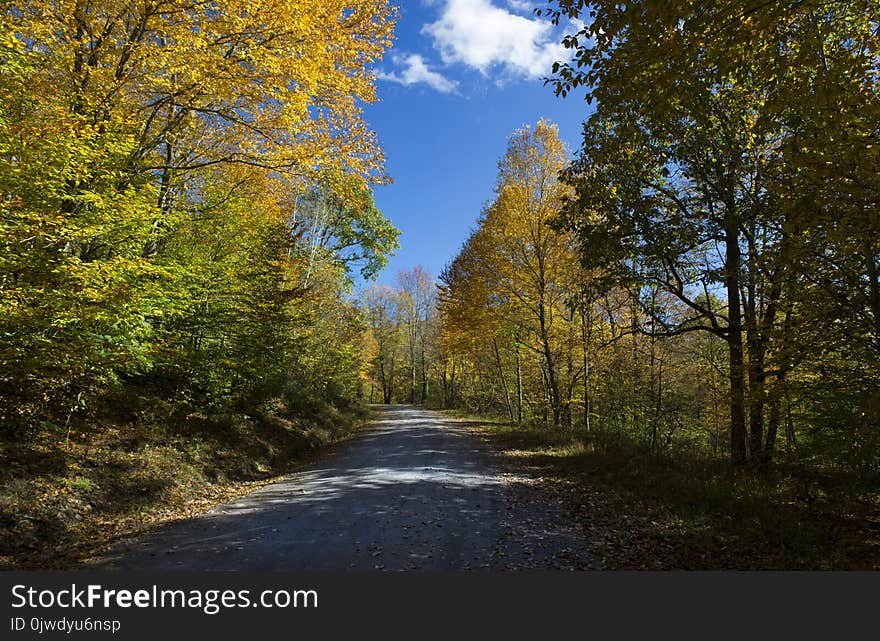 Nature, Ecosystem, Leaf, Path