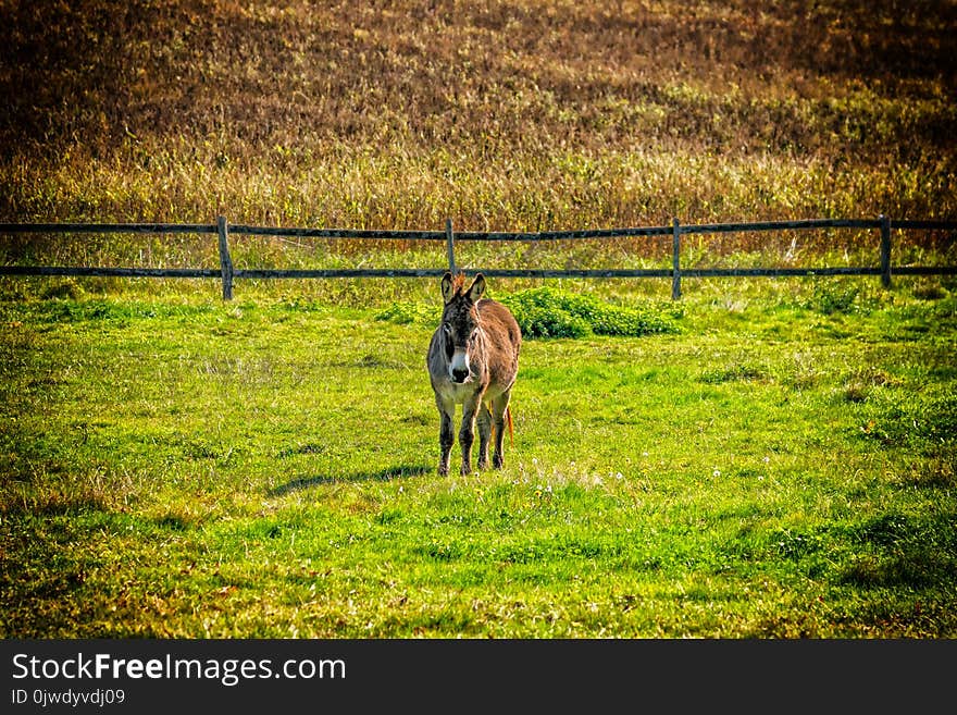 Grassland, Pasture, Green, Grass