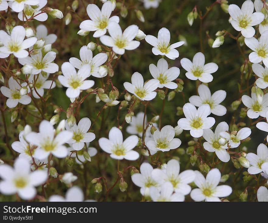 Flower, Flora, Plant, Flowering Plant