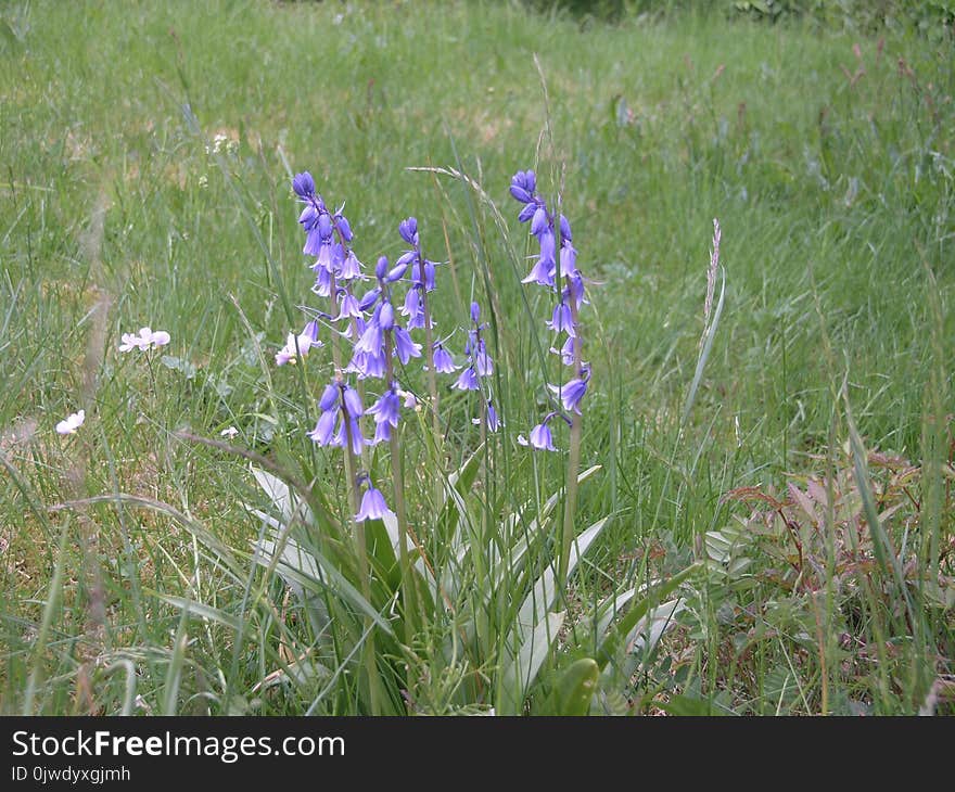 Plant, Flora, Flower, Harebell