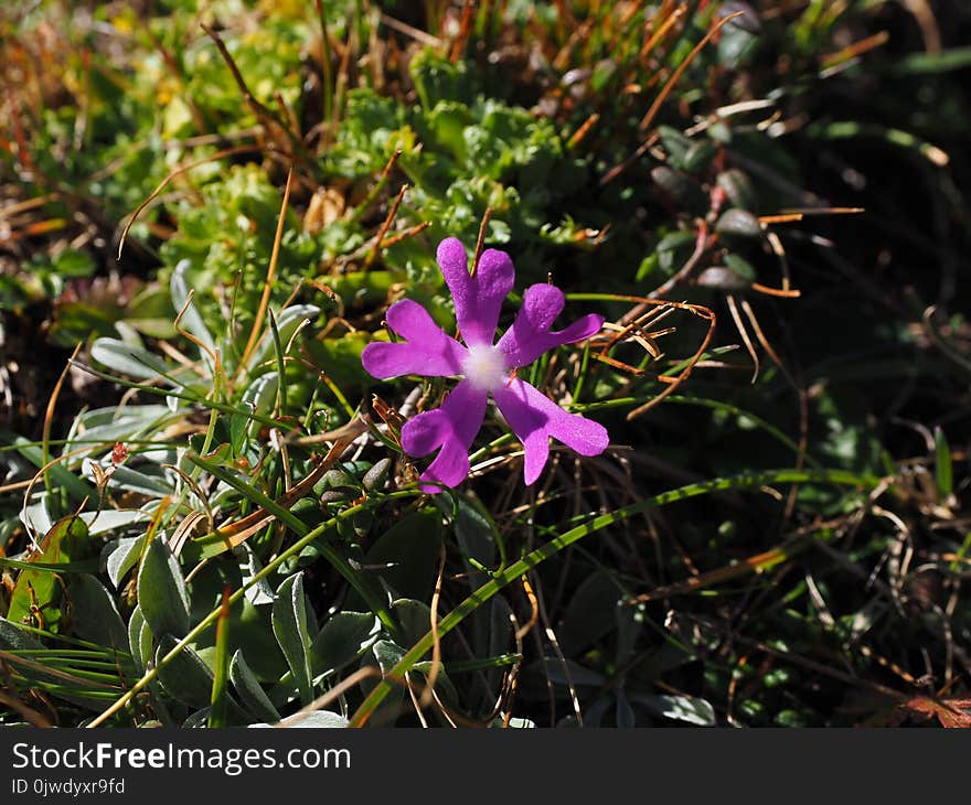 Plant, Flora, Flower, Purple