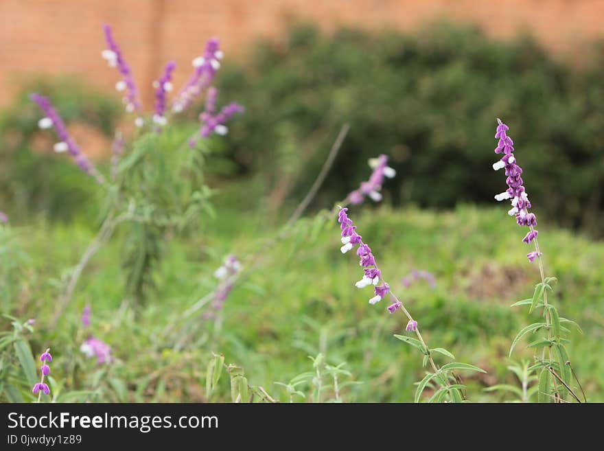 Plant, Flora, Lavender, Flower