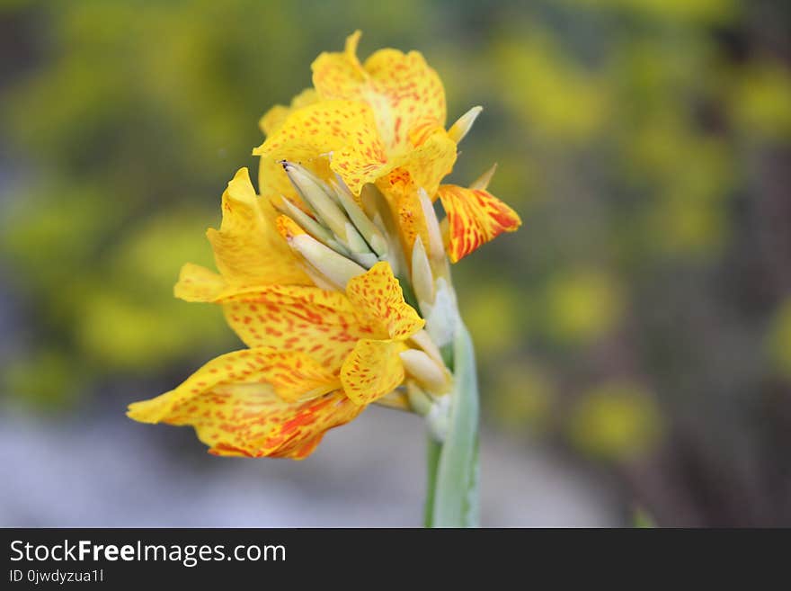 Flower, Yellow, Flowering Plant, Flora