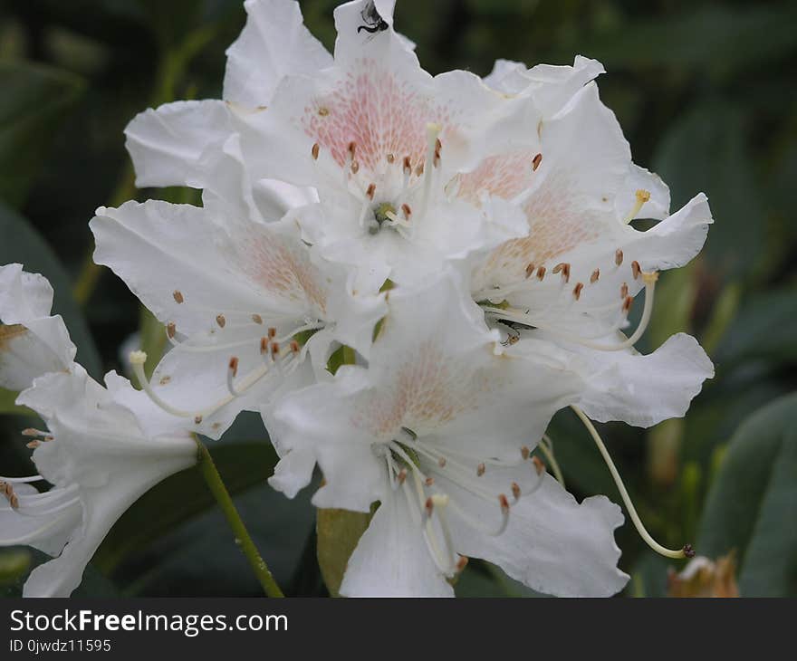 Flower, Plant, Flowering Plant, Woody Plant