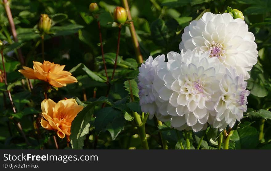 Flower, Plant, Flowering Plant, Dahlia