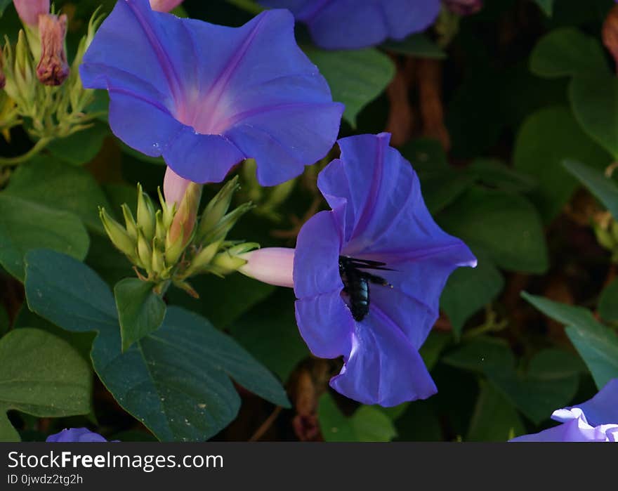 Flower, Plant, Blue, Flora