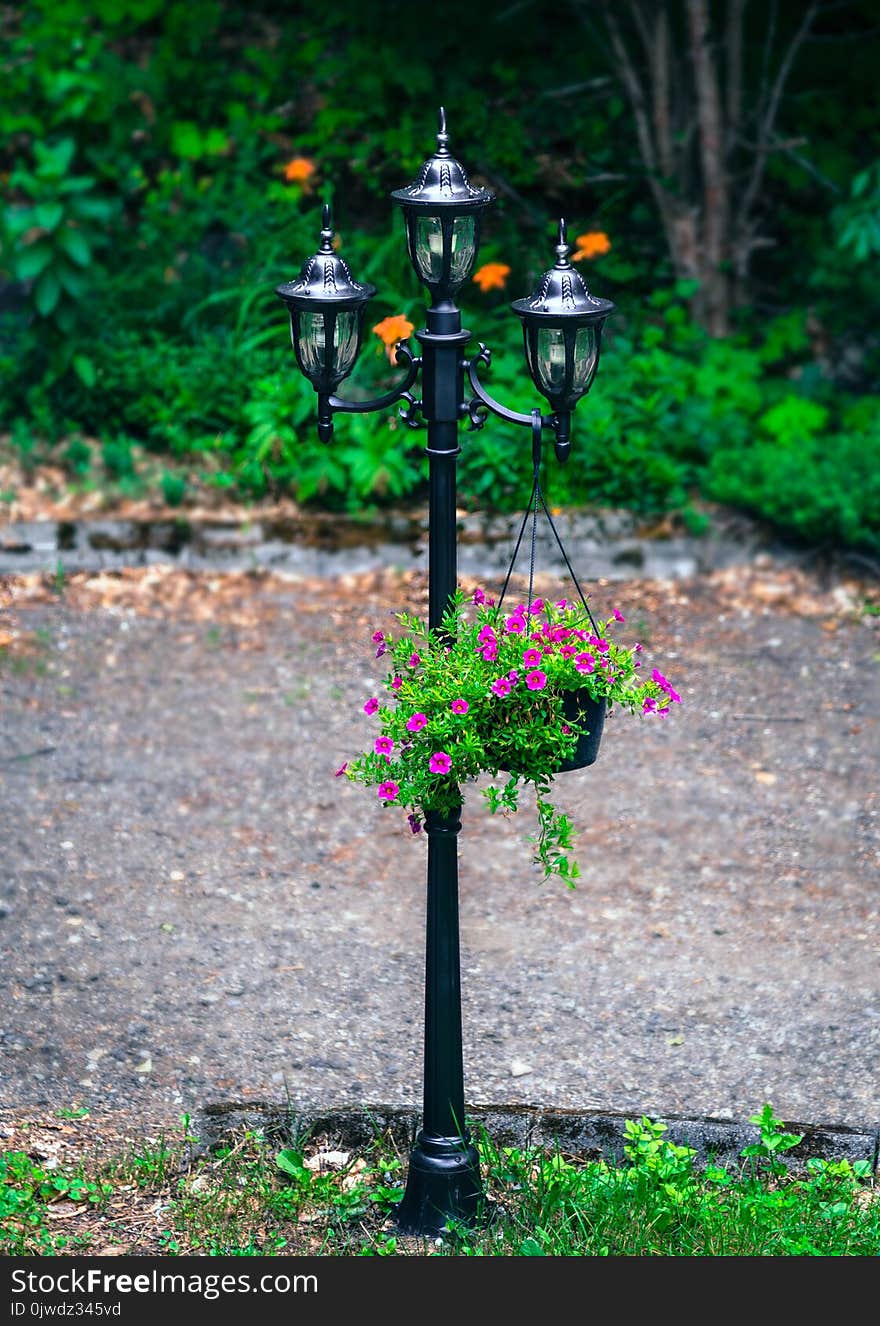 Tree, Grass, Branch, Bird Feeder