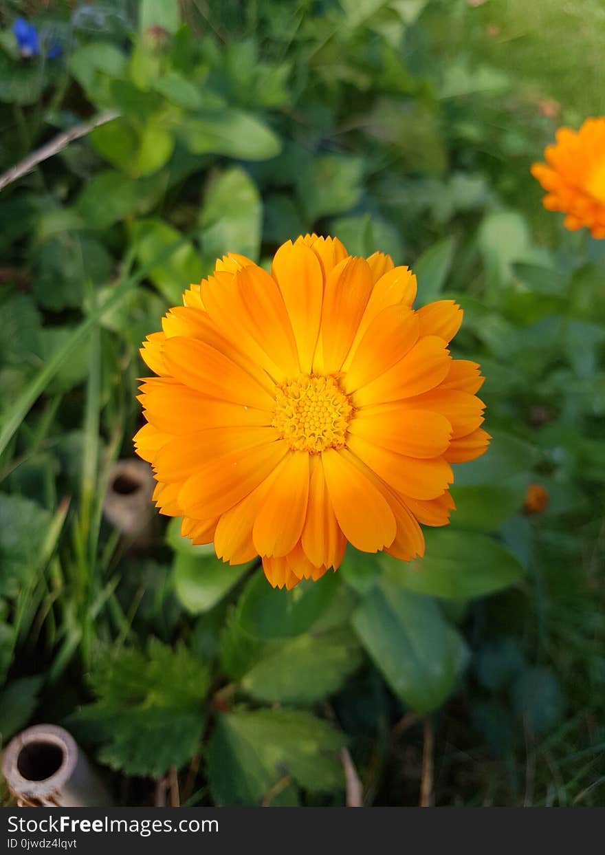 Flower, Plant, Calendula, Sulfur Cosmos