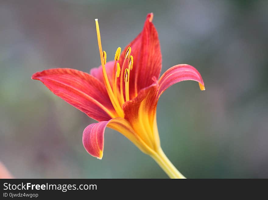 Flower, Lily, Flora, Close Up