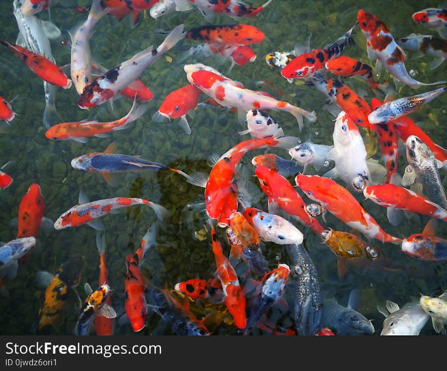 Koi, Fish Pond, Water, Fish