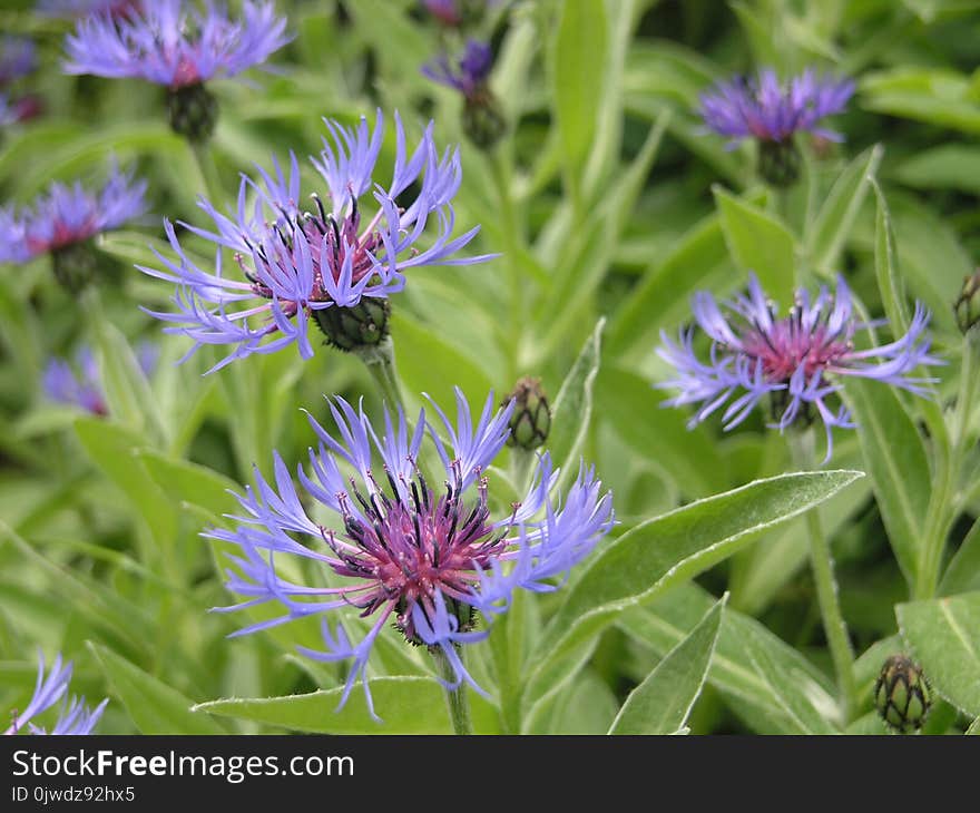 Flower, Plant, Flora, Purple