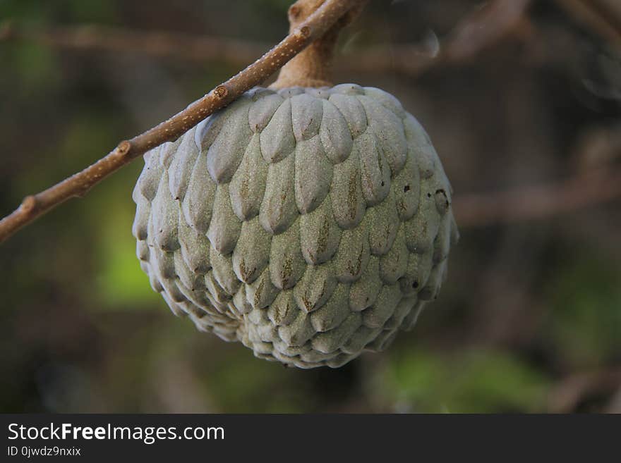 Fruit, Annona, Custard Apple Family, Plant