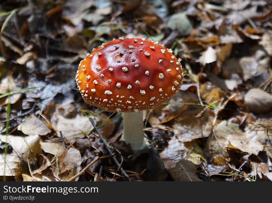 Mushroom, Fungus, Agaric, Edible Mushroom