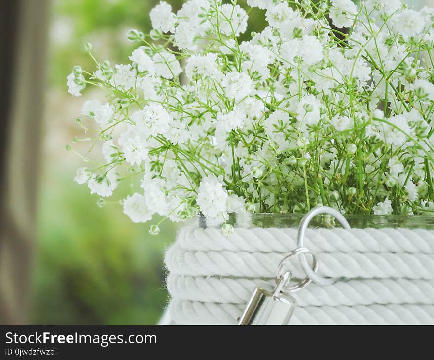 Flower, Cow Parsley, Plant, Anthriscus