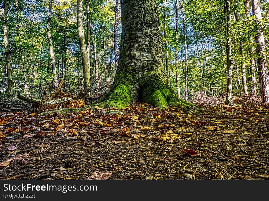 Nature, Woodland, Tree, Ecosystem