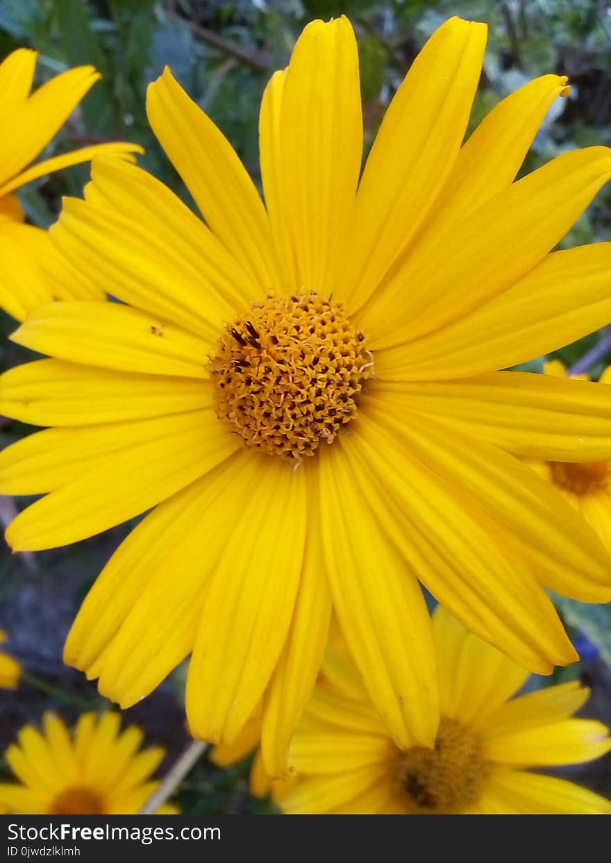 Flower, Yellow, Flora, Daisy Family