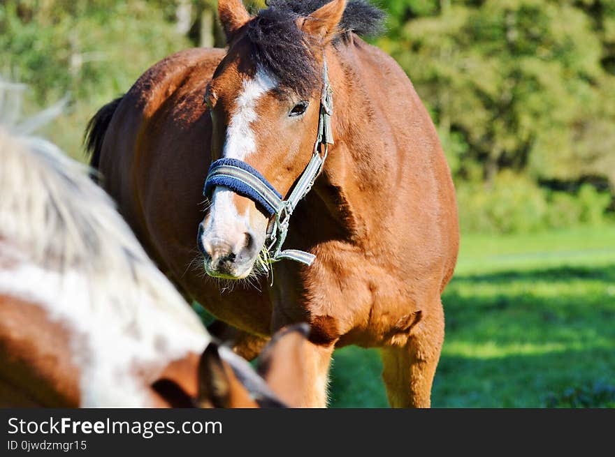 Horse, Halter, Bridle, Horse Tack