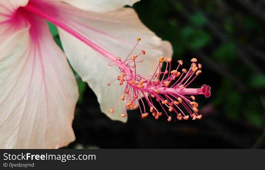 Flower, Pink, Plant, Flora